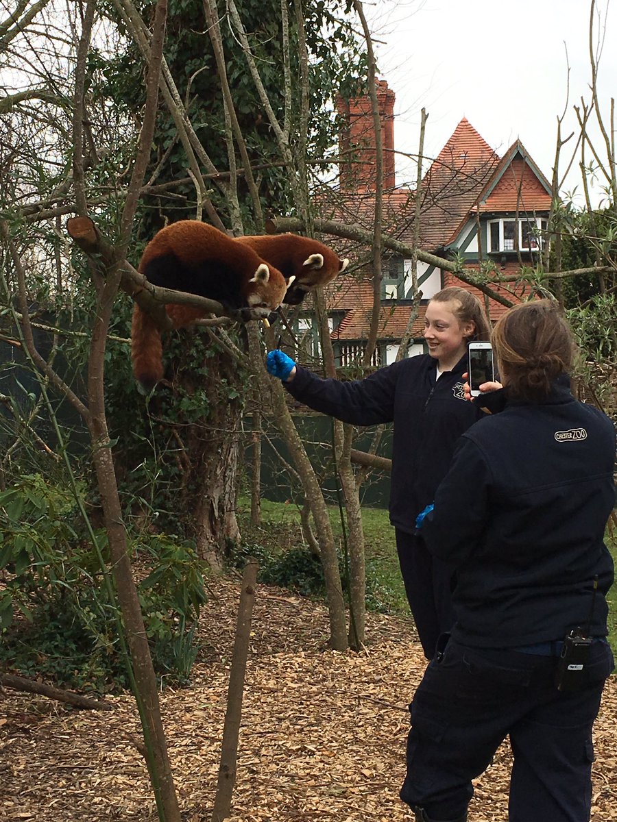 Many thanks <a href="/chesterzoo/">Chester Zoo</a> for a lovely day and great red panda feeding experience.  A wonderful birthday treat.