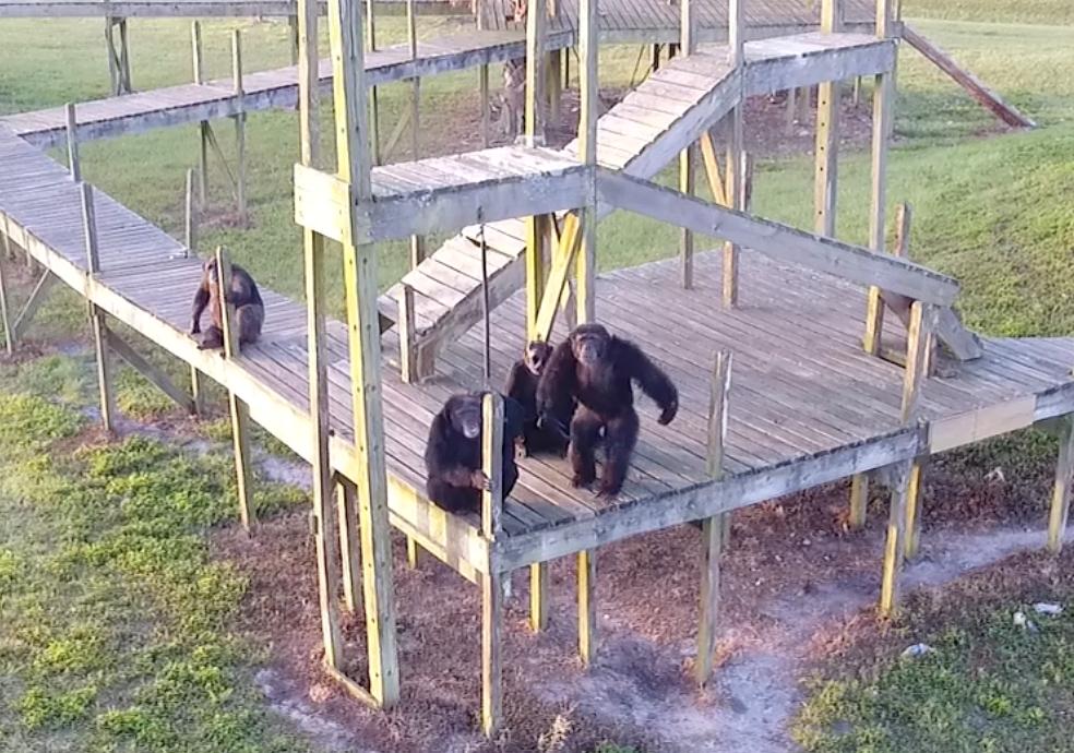 SaveTheChimps's tweet photo. Countdown to Chimpathon: 54 days!
Tag your running or walking buddy.
Register by visiting https://t.co/E6JjXGFtZ4
#Chimpathon #Chimpathon16k #Run #Running #Walk #Walking #Marathon #Chimp #Chimpanzee https://t.co/8K7Gdz0nD1