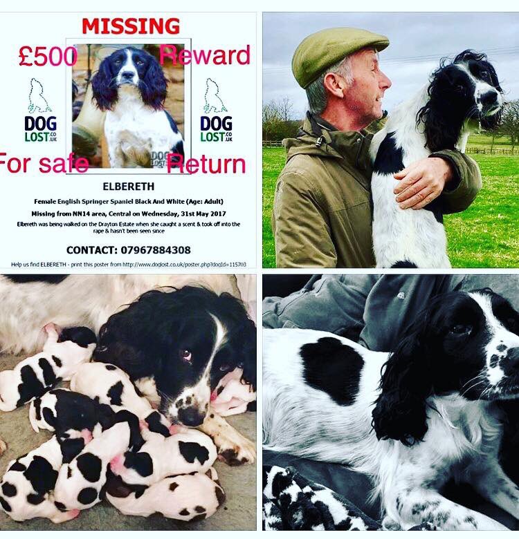 MolliePug's tweet photo. Facebook Page- Elbereth-Missing💕💕Female Spaniel Missing since May 2017😞HAVE YOU SEEN ELBERETH PLEASE.🙏@vincerock7 @rosieDoc2 @gelert01 @missingdogs155 @suedaycam @RachaelB100 @LizJ_T @freyawoodhall @MissingPetsGB @Eloquencealways @FindStolenAmo @DoglostUK @HunnyJax @sar_dogs https://t.co/rEccu6KaMN