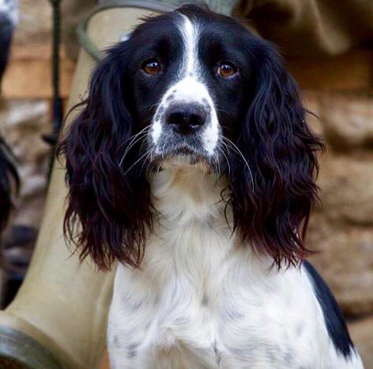 MolliePug's tweet photo. Facebook Page- Elbereth-Missing💕💕Female Spaniel Missing since May 2017😞HAVE YOU SEEN ELBERETH PLEASE.🙏@vincerock7 @rosieDoc2 @gelert01 @missingdogs155 @suedaycam @RachaelB100 @LizJ_T @freyawoodhall @MissingPetsGB @Eloquencealways @FindStolenAmo @DoglostUK @HunnyJax @sar_dogs https://t.co/rEccu6KaMN