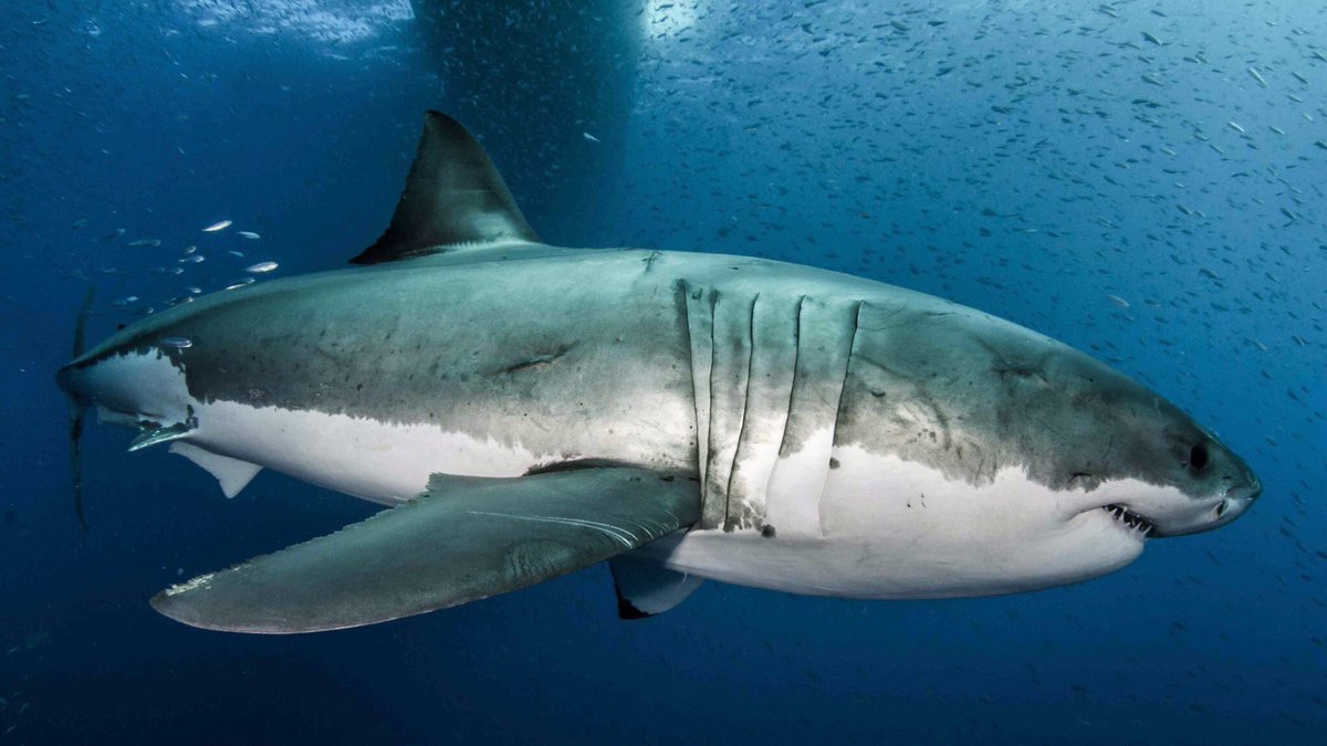 NSU researchers were part of a team to decode Great White Shark genome - and they found something interesting relating to  sharks, rapid wound heaping &amp; cancer protection! ow.ly/dKwb30nKfap