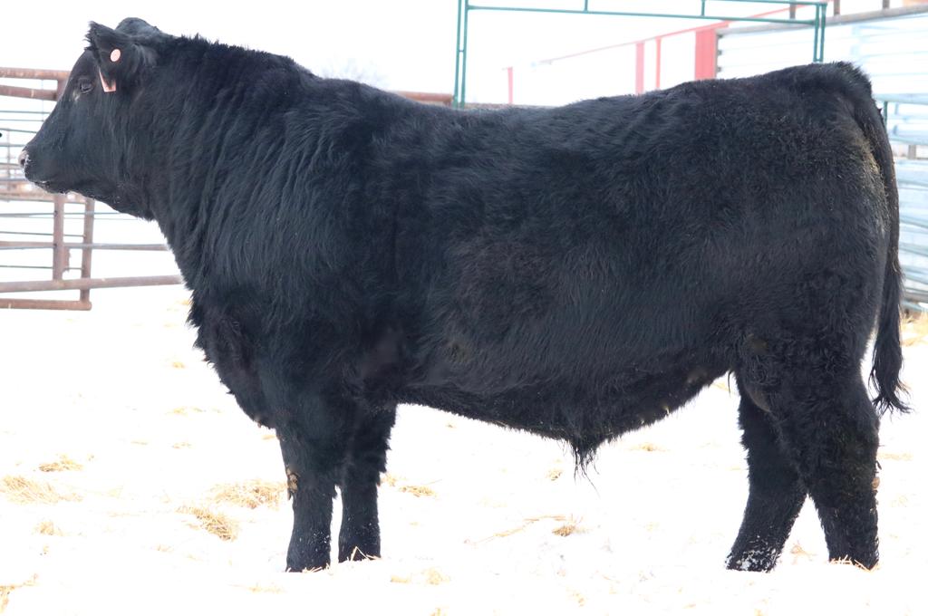 nordalrg's tweet photo. Lot 99 bw 84 ww 764 yw 1334 HA Counselor x Blackbird 10A exciting yearling on offer Feb 21 videos at https://t.co/DuxCFPEm5T Nordal Bull &amp; Female sale Feb 21 @cdnangus https://t.co/hV203aOeSq