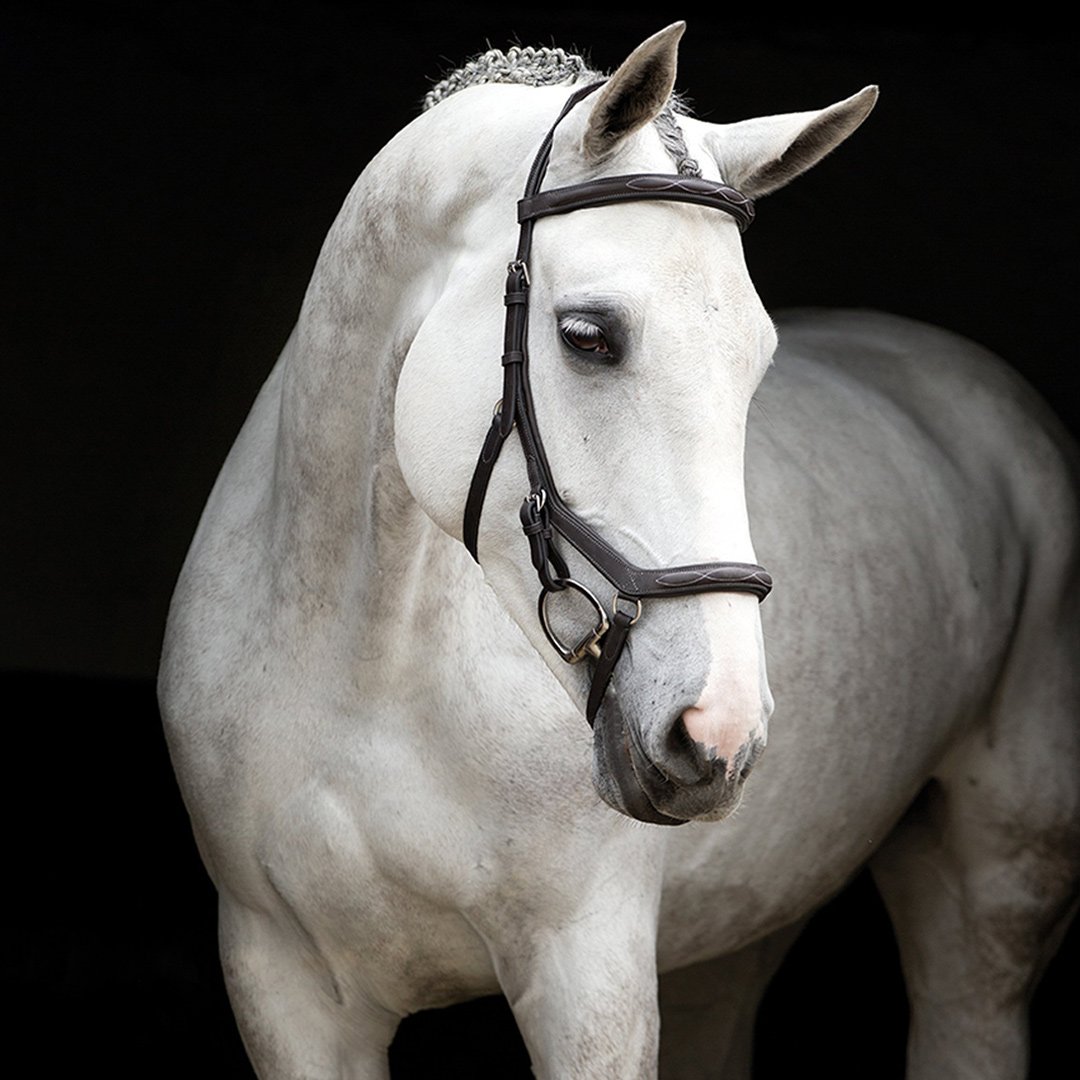 EquusEngland's tweet photo. Is there a bridle more gorgeous than the Micklem? 😍😍
#equus #equusengland #horseware #rambo #micklem https://t.co/J31lii5h8r