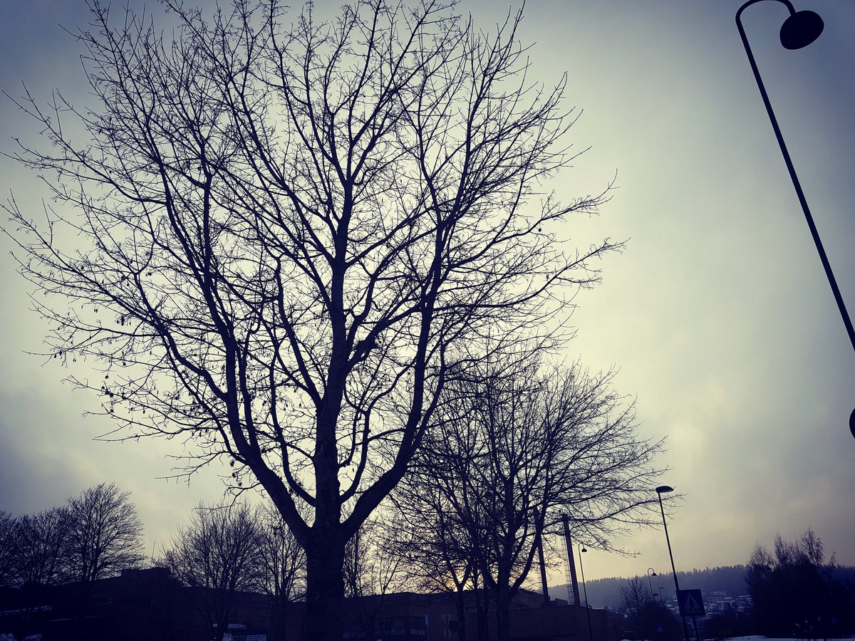 Dilyanka4's tweet photo. #landscapephotography #landscape #sky #trees #trww #foto #day #clouds #fotography https://t.co/R3yffRWkgA