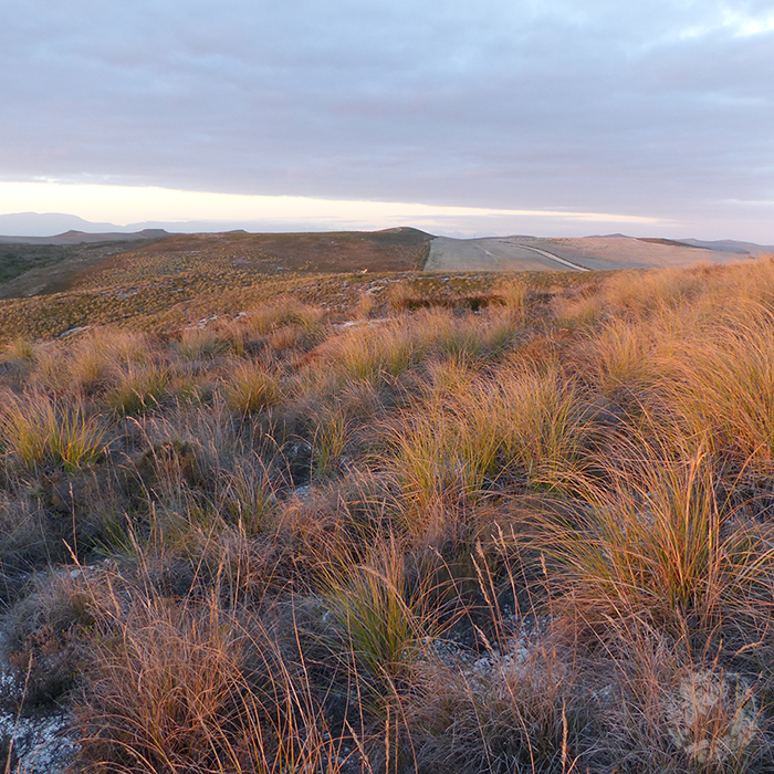 Renosterveld's tweet photo. Microhabitats in #OverbergRenosterveld: The #Renosterveld of South Africa’s #Overberg region is one of the most species diverse Mediterranean type shrublands: https://t.co/PCyorpTzwF @CTBotanist @BotSocSA @BotsocSOverb https://t.co/c1Ovpo0uyI