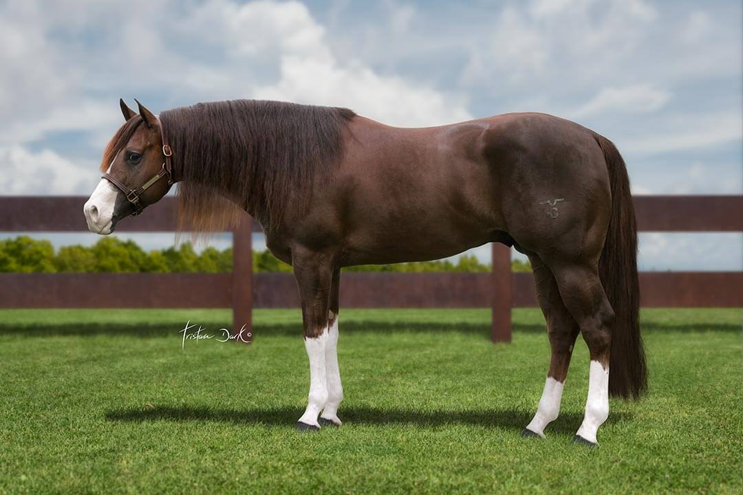irhareining's tweet photo. ๐ฅ ENROLL YOUR STALLION AT #IRHA #STALLION #AUCTION BECOMING A SPECIAL PARTNER FOR 2019 IRHA #FUTURITY ๐ฎ๐น
๐ SPECIAL THANKS TO #LeColombareReiningHorses TO DONATE A BREEDING OF #SpatSplitAndWhite
๐ https://t.co/sdh2Cln2xH ๐
๐ด #IRHAAuction ends 20 February! https://t.co/F6PZVPSZua