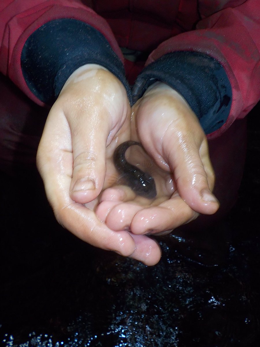 oxfordoutdoors's tweet photo. What a catch! Today at #kilvroughmanor weโve been caving at #porthyrogof with our group from @OBUPRimaryITE and stumbled on this lovely little bull head or โmillers thumbโ as theyโre sometimes known
#outdooreducation #caving #outdoorlearning #groundworksouth #fish #cavelife https://t.co/V8lDecdYsX