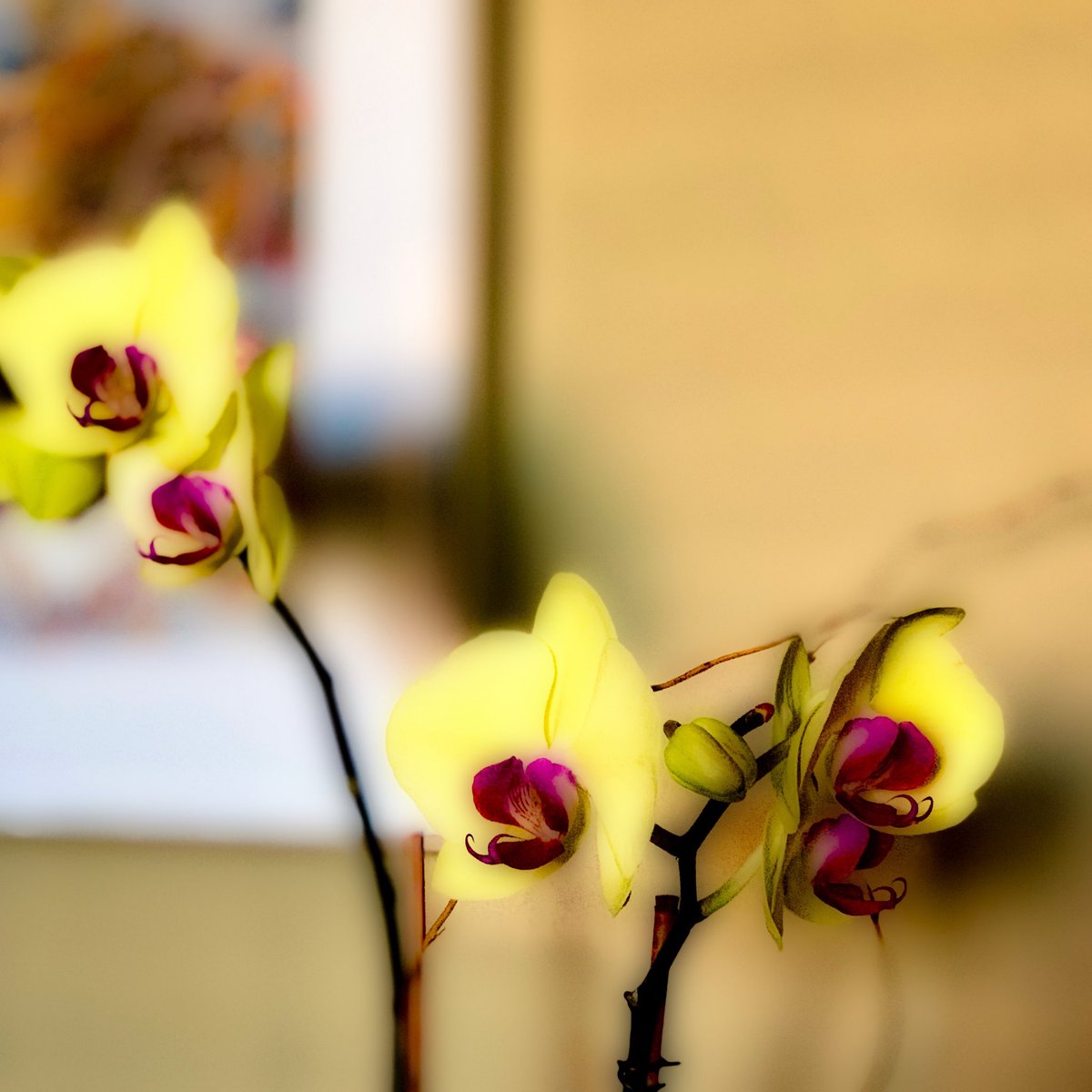 Yellow Orchids

#yelloworchid #yelloworchids #friendship #newbeginnings #friendshipandnewbeginnngs #startover #stopfighting #nycinteriors #manhattan #stilllife #stilllifephotography #pixelmator