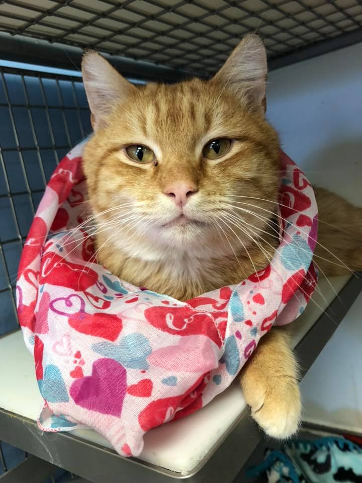 nwinograd's tweet photo. Congratulations to Kansas City, MO. It reported a 93% placement rate for cats and 93% for dogs: https://t.co/cmcNALk1Vg. Onward and upward... (Photo: Gene is waiting for you at the KC Mo shelter.) https://t.co/DfaWTCf5Zy
