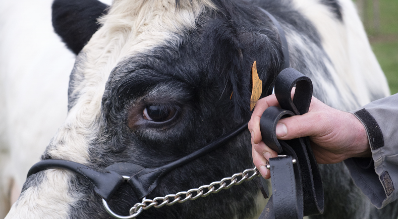 Agri_Gouv's tweet photo. [J-4 #SIA2019] - 📸 Une robe blanche tachetée de bleu, un mètre 44 au garrot… Nous vous présentons Imminence, l'égérie du @Salondelagri 🐄 et sa famille super #positiveagriculture ! 
https://t.co/EwnVzTVIN5 https://t.co/ly0k4uSxxq