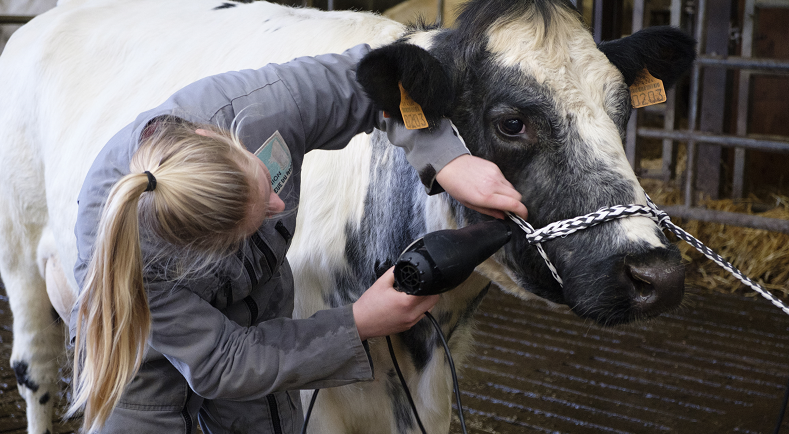 Agri_Gouv's tweet photo. [J-4 #SIA2019] - 📸 Une robe blanche tachetée de bleu, un mètre 44 au garrot… Nous vous présentons Imminence, l'égérie du @Salondelagri 🐄 et sa famille super #positiveagriculture ! 
https://t.co/EwnVzTVIN5 https://t.co/ly0k4uSxxq