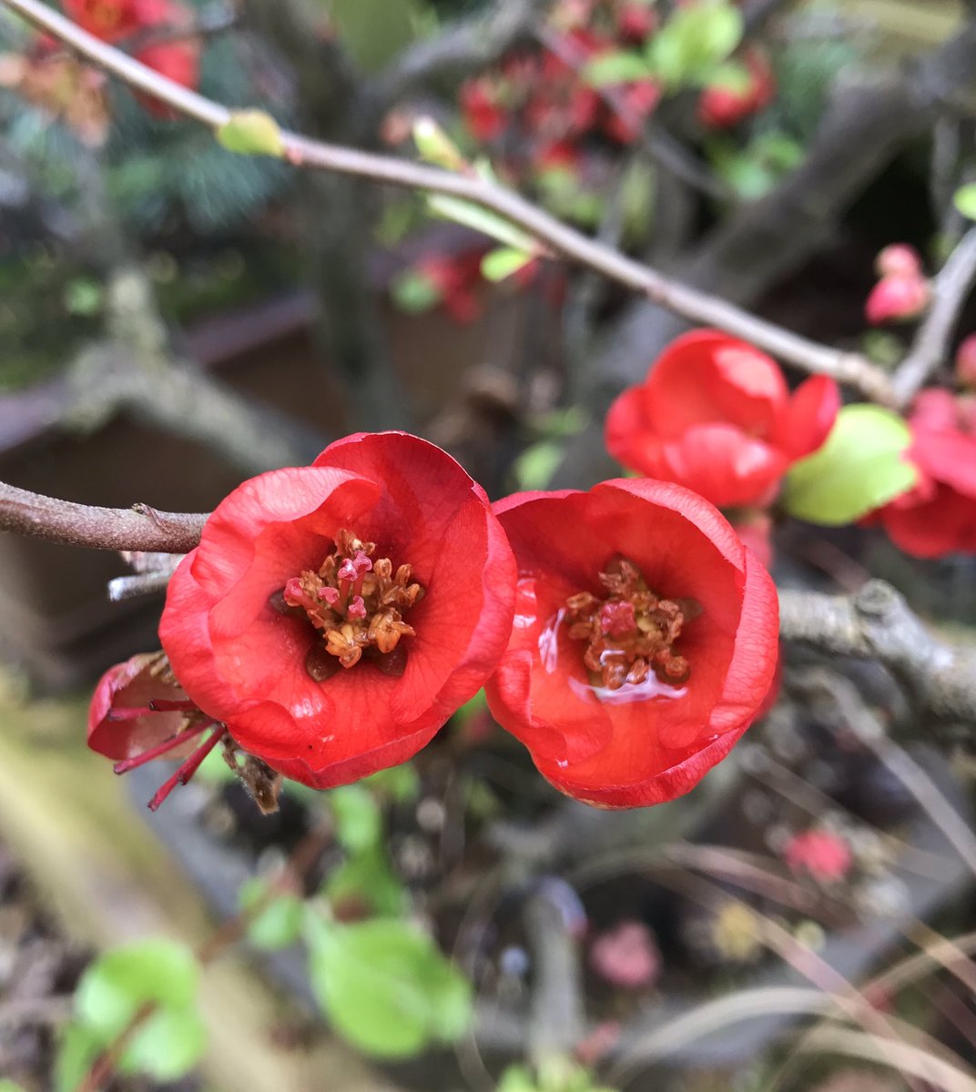 icedhotrocks's tweet image. Work can become just that bit bit tedious, so I indulged in some quality #cameratime in my garden, communing with this #japanesequince and its trapped #waterdroplets

#procrastiphotography #winterflowers #redflowers #zenfocus
