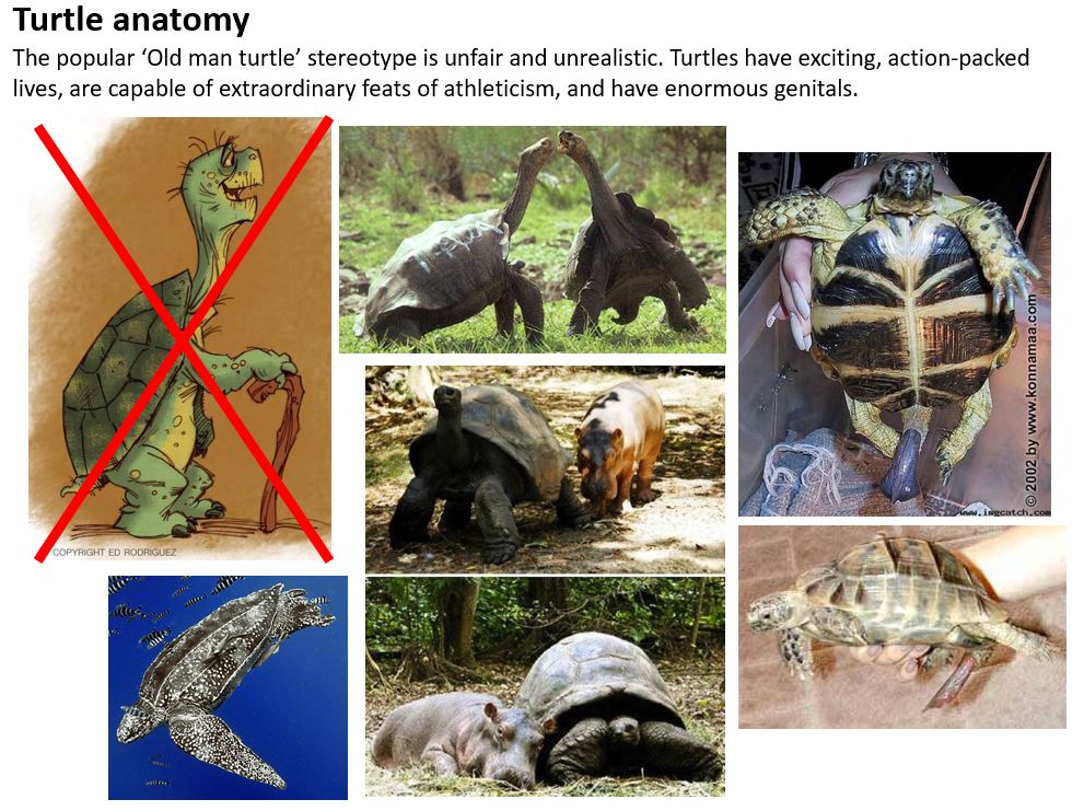 The cartoon/fictional idea that  #turtles are pathetic creatures with underpowered or small organs is not supported by what we actually know. They're robust animals with remarkable anatomy. I'm talking about everything, not just genitalia.