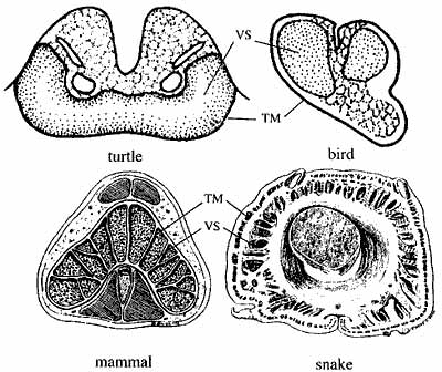 The turtle penis is not homologous with that of mammals. It contains only one vascular erectile body and develops on the ventral surface of the cloaca, whereas the mammal penis contains two erectile bodies and is derived from non-cloacal tissue. Fig: Kelly (2002).  #turtles