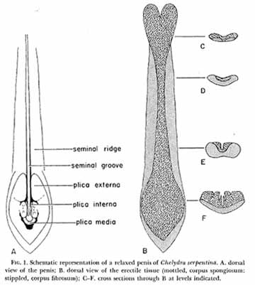 In terms of macrostructure, the turtle penis consists of a shaft and a distinct head, or glans, that’s typically dark grey, purple or blackish. Attached schematic representations of turtle penis anatomy from Zug (1966).