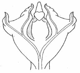 ... with this more distal branch of the groove extending to the tip of a pointed distolateral structure (Zug 1966). Softshell turtles thus discharge semen from four distinct branches of the seminal groove. Softshell glans image attached from Zug (1966).  #turtles