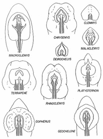 Anterior and posterior pairs of sinuses are present on the upper surface of the glans. Associated with mobile skin folds, they give the glans an unfamiliar look to we primates. Attached shows glans anatomy in snapping  #turtles, river turtles, tortoises & others, from Zug (1966).