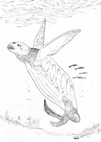 Sea turtle penises are simple compared to this sort of complexity. Is this because they're outside a 'complex penis' clade, or is a secondary feature due to specialisation for marine life? Here's a Cretaceous sea turtle (Archelon) with an extruded penis...  #turtles