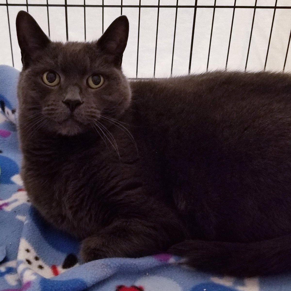 st_cats's tweet photo. This beautiful girl is Cindy.❤She is 12 yrs old and looking for a quite home to spend her golden years. Her previous owner had heart surgery and can't care for her! #AdoptDontShop #CatsOfTwitter #rescuecats #StreetCatsandDogsOfNayAugZoo https://t.co/cJ8XjLHlvv