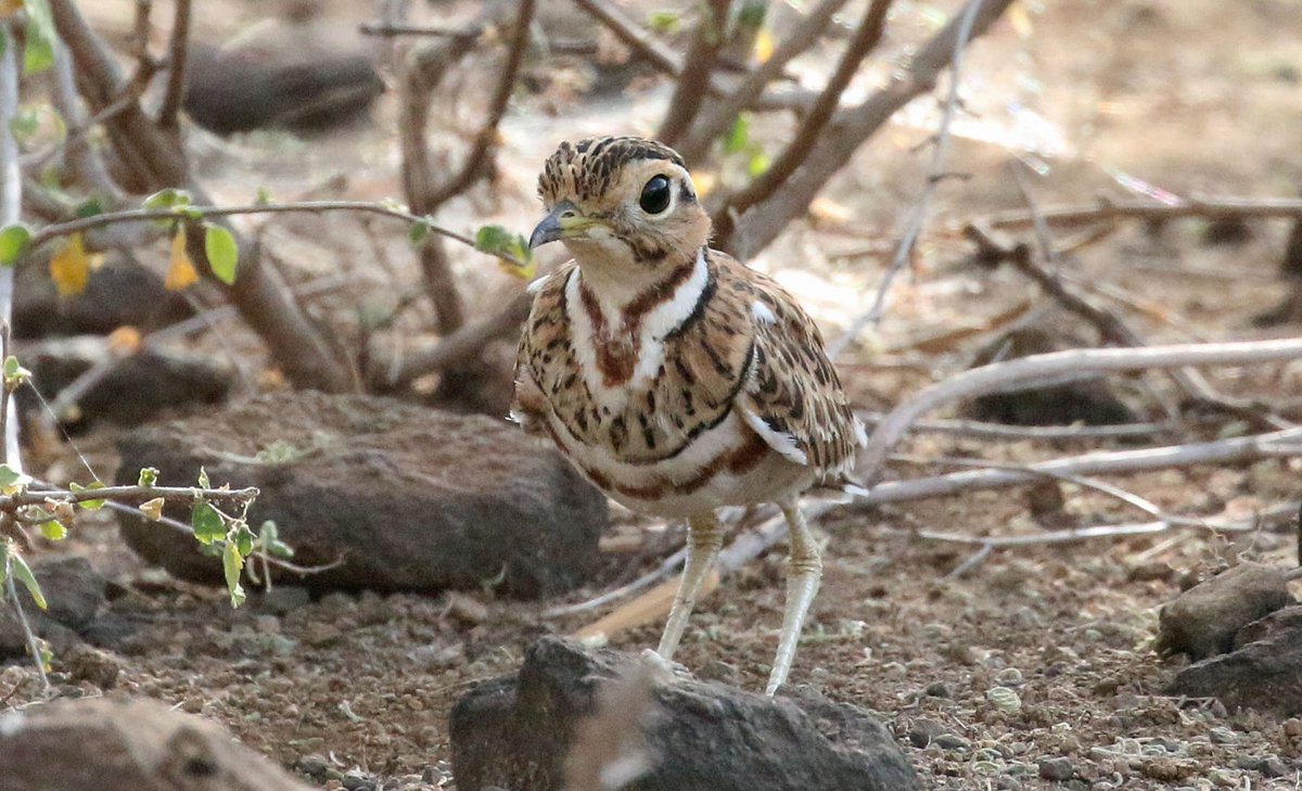 Heuglin's Courser, Baringo, Kenya last week with <a href="/Heatherleabirds/">Heatherlea Birding</a> and <a href="/washingtonbird/">Washington Wachira</a>