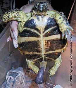 Why is the turtle penis so large? The evolution of the shell probably means that male  #turtles were forced to evolve innovative penises in order to make genital contact with their partners. The penis is also used in display or in response to handling (from humans)...