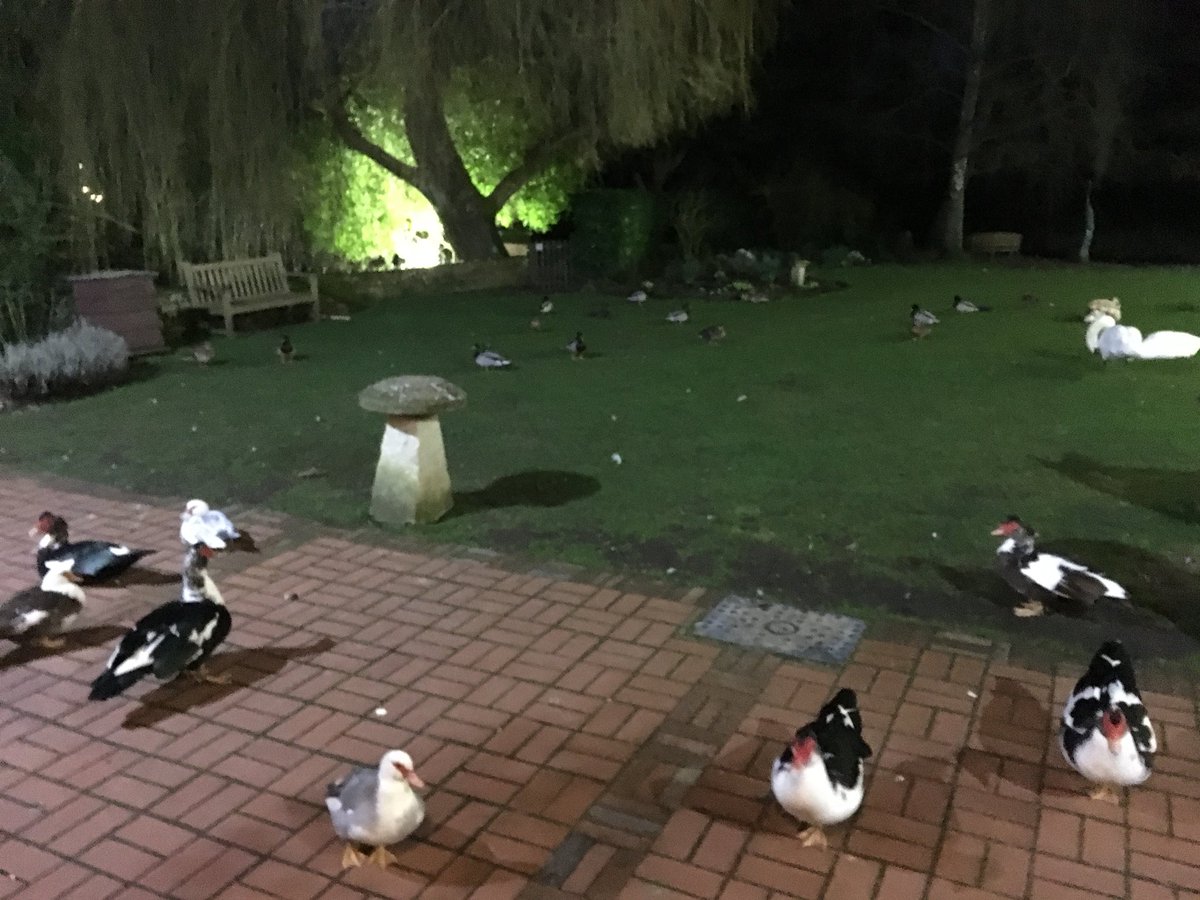 My commute to work is the best! <a href="/WatermillTh/">Watermill Theatre</a>                                   The final week of <a href="/MurderFor2/">Murder For Two</a> gonna miss these little dudes...