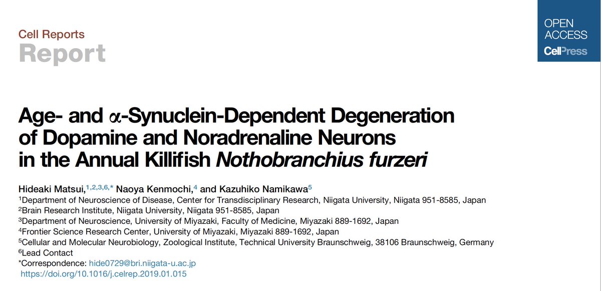 RudiBalling's tweet photo. A fish comes of age: The killyfish Nothobranchius as a promising model of Parkinson's disease
@lcsb
@uni_lu
#luxembourg
#zebrafish https://t.co/DDukx1tHic