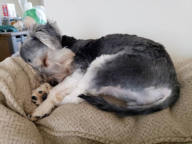 bboytruen's tweet photo. #BabySmeggs
.
They like to #nap a lot.
.
.
.
.
.
.
.
.
.
.
.
.
.
.
.
.
.
.
.
.
.
.
.
.
.
.
.
.
.
.
.
.
https://t.co/MdhtSYBpY7 - code: BBOYTRUEN for 20% off order - #geopetric @geopetric.
.
#cavallore.
.
#puppy #pup #dogs #doggy #snorkie #snorkiesofins… https://t.co/HMgqy2lXlC https://t.co/0aa4lcORff