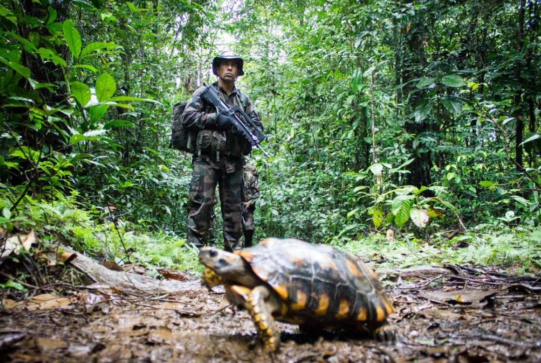 FAG_Officiel's tweet image. #BattlePhoto P5 la tortue Oscar n'est pas si "wilde" que ça finalement 🐢