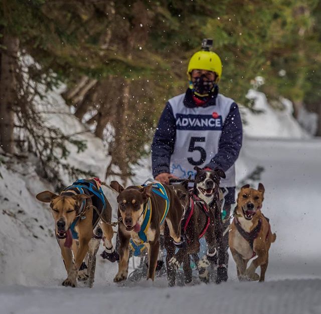 Nostresport's tweet photo. Espectacular foto de la Snow Race by @gosartic , la mayor carrera de #mushing del #Pirineo, que se está desarrollando esta semana.

Foto de Jordi Santacana / © Gos Àrtic. 
Consulta la fotogalería completa en nuestra página de https://t.co/uvwepWepfq

#mushing #Pirineos #niev… https://t.co/89p5h0lWG3