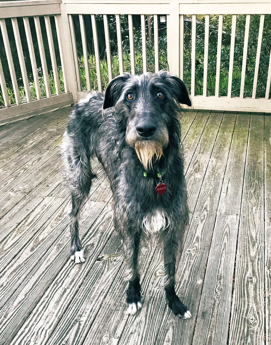 BGDeerhound's tweet image. What?! Winter again? I had moved on to spring.... #bringbackspring #sadpuppy #wintergarden #scottishdeerhound