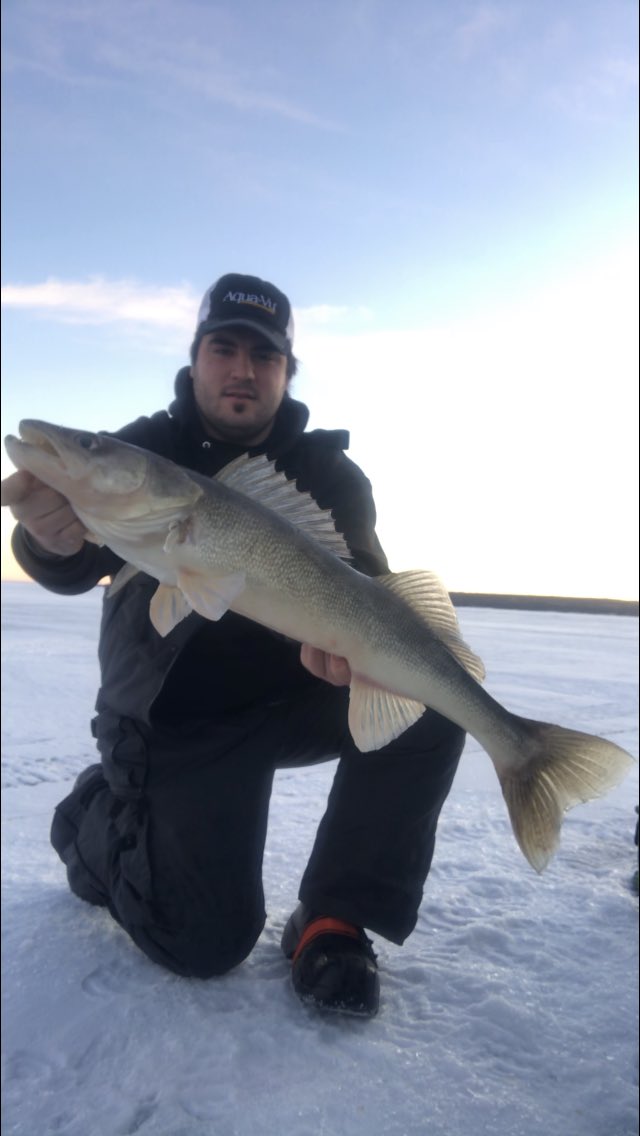 What a difference between these 30.5” walleyes! Almost a 5 pound difference! Unfortunately not every eye over the 30 inch mark is a dream fish. @GloProLures <a href="/KamookiLures/">Kamooki Lures</a> <a href="/aquavu/">Aqua-Vu</a> <a href="/amphibiaeyegear/">Amphibia Eyegear</a>
