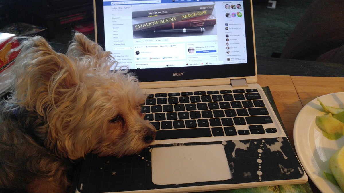 ClineMidge's tweet photo. Show me your co-authors!
#amwriting #dogslife #helpingmom #WritingCommunity #authorsofmidian
https://t.co/oqUmAewHkk https://t.co/vduCw85Y58