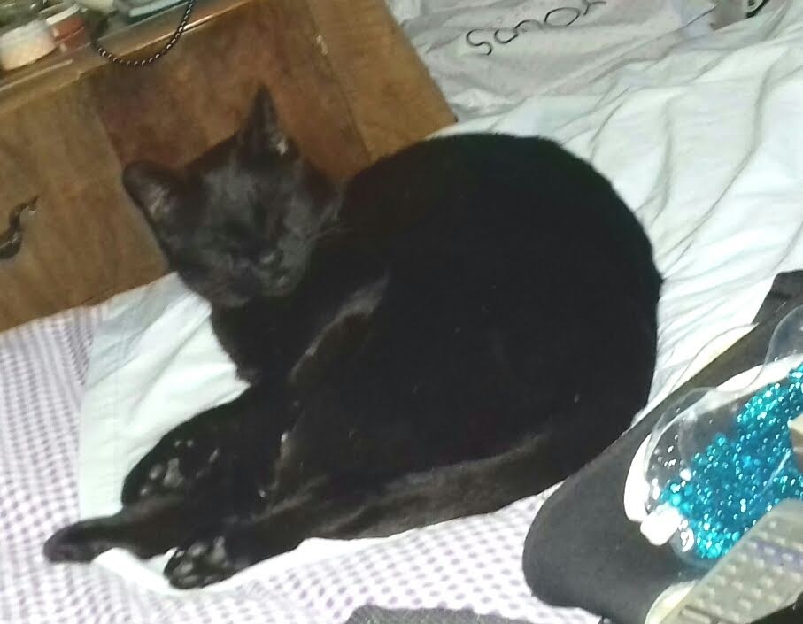 @BlaineRincon #CatsOfTwitter 'Go back to sleep, Mummy'
@kat3796 @ilove4paws @TiffyLaw3 @St1tch134 @littlekatmom @linalan96 @RoodJood @LilithTheCat999 @frecklesgraham @HoudiniDancing @PaperPie @JD6120 @Miss_1999 @SpiessensVicky @mrsnugglythecat @TonyTodd54 @welliver_titus