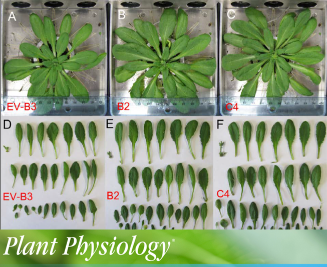 Isoprene Acts as a Signaling Molecule in Gene Networks Important for Stress Responses and Plant Growth doi.org/10.1104/pp.18.…