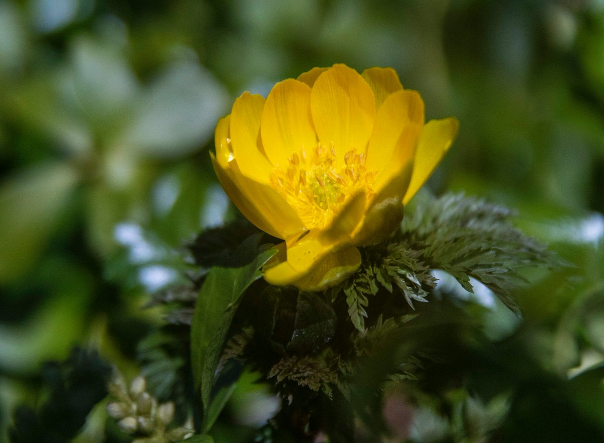 Longwoodgardens We Have Some Colorful Visitors In Our Outdoor Gardens These Late Winter Blooms Winter Aconite Giant Snowdrop And Amur Adonis Can Be Found Showing Off Their Natural Beauty In Our Hillside