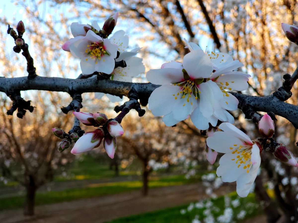 UCCEStanislaus's tweet photo. Almond bloom in the Central Valley!!! To read presentations specific to central valley almonds, please go to https://t.co/VF6DFpWZkH. https://t.co/fENuiHBod9