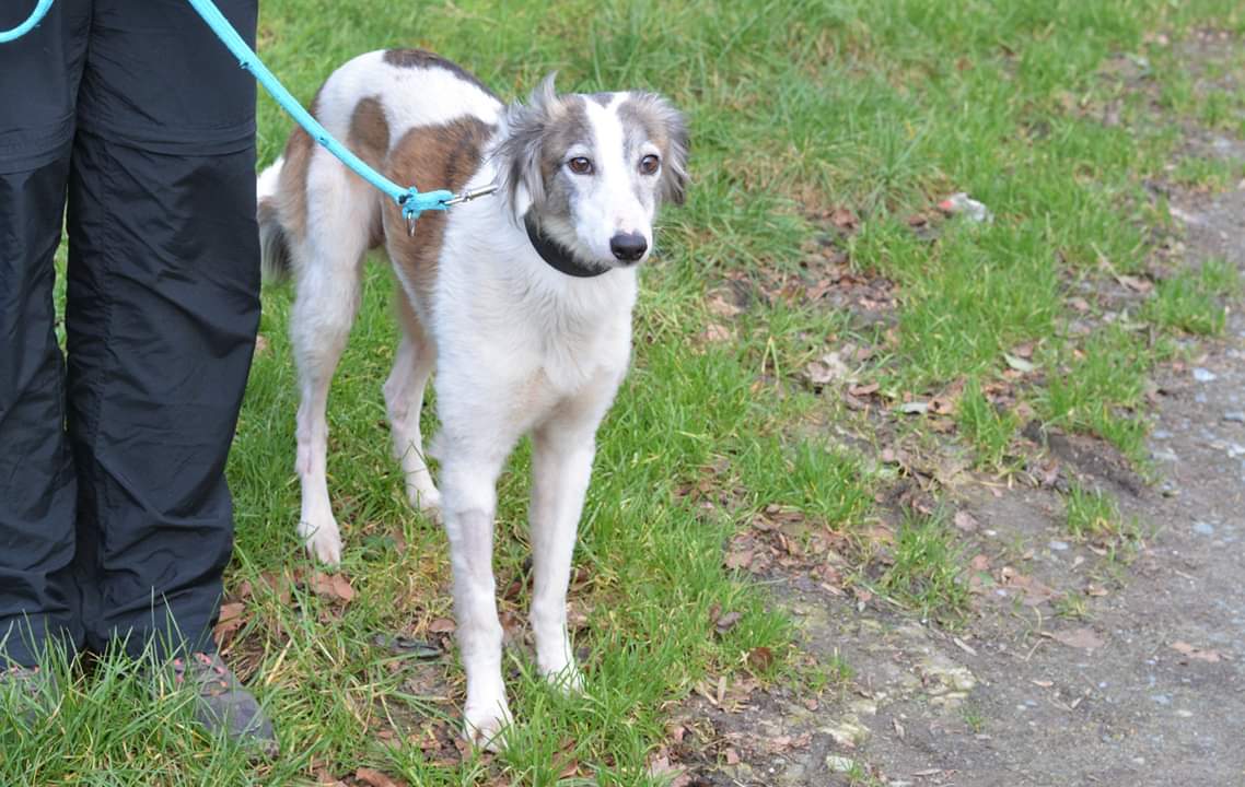 Meet our stunning boy TJ. TJ is a Saluki mix and is about 3 years old. He is great with other dogs but can't go to a home with cats as he loves them too much 😂
What's not to love? 💕
#rescuedog #dogsoftwitter #ADOPTABLE #adoptme #AdoptDontShop #dogs