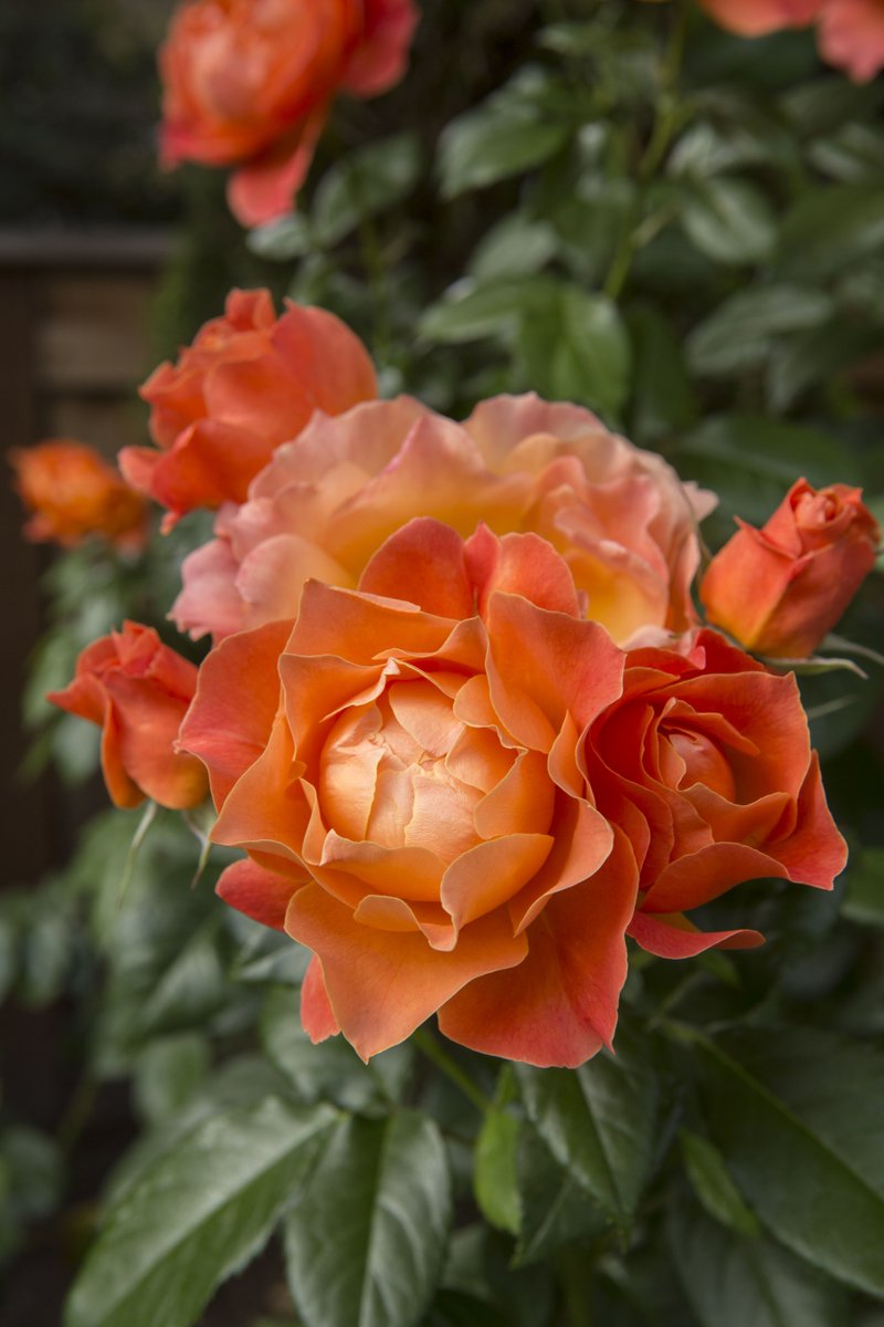 LandscapeEW's tweet image. Now the roses can be pruned. Prune the stems as low as six inches up to 24 inches. They are your roses, so whatever height you choose; make sure you leave a minimum of five strong stems per plant. buff.ly/2AxjR1J
#LandscapeTips #LandscapeTricks #Landscaping #PDX #APLD