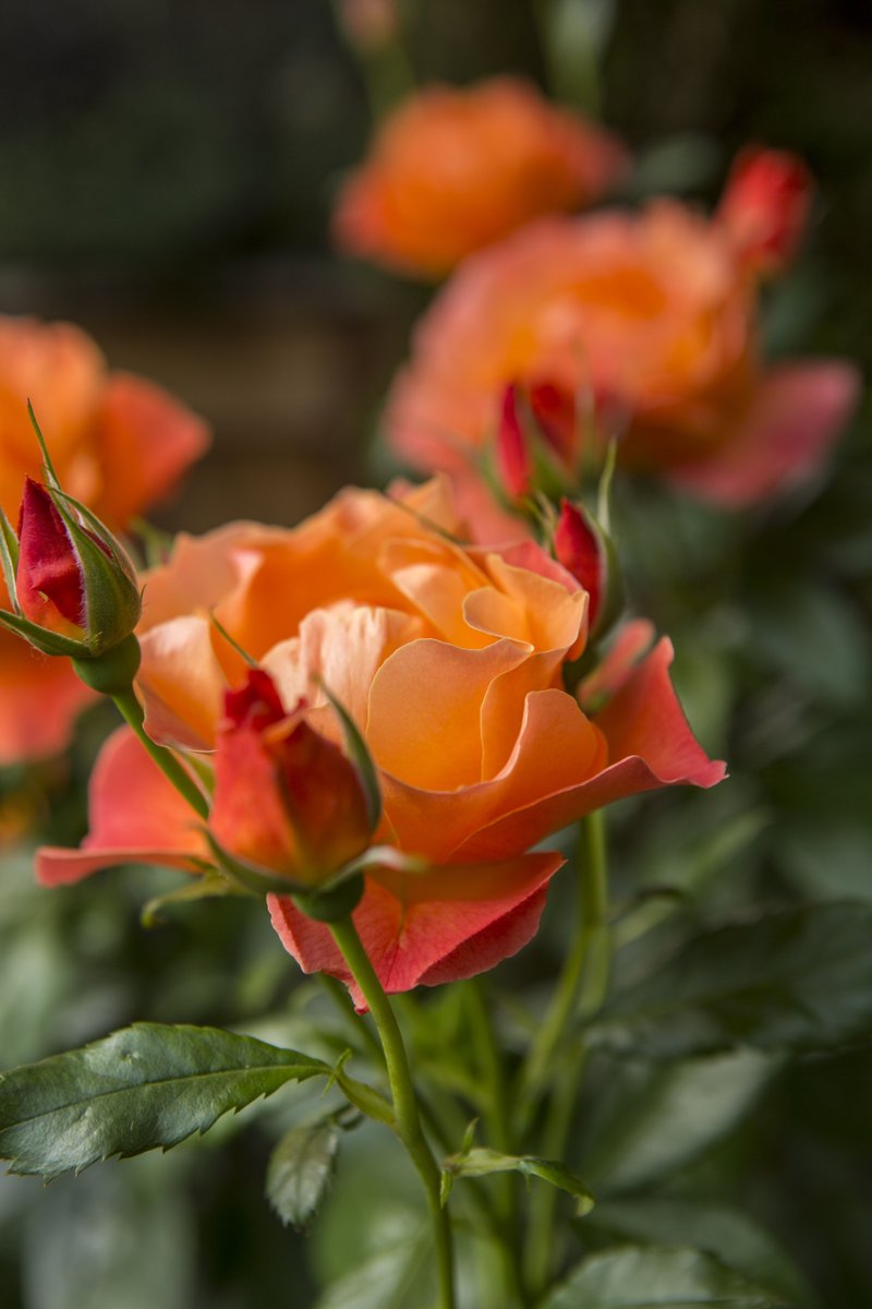 LandscapeEW's tweet image. Now the roses can be pruned. Prune the stems as low as six inches up to 24 inches. They are your roses, so whatever height you choose; make sure you leave a minimum of five strong stems per plant. buff.ly/2AxjR1J
#LandscapeTips #LandscapeTricks #Landscaping #PDX #APLD