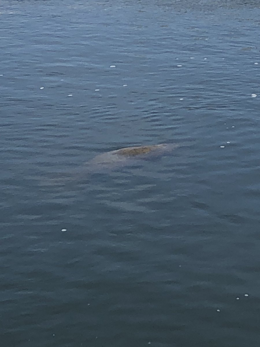 jackiemilak's tweet photo. Baby Manatee sighted by third graders! @TurnerBartelsK8 https://t.co/UxcfI0acBb