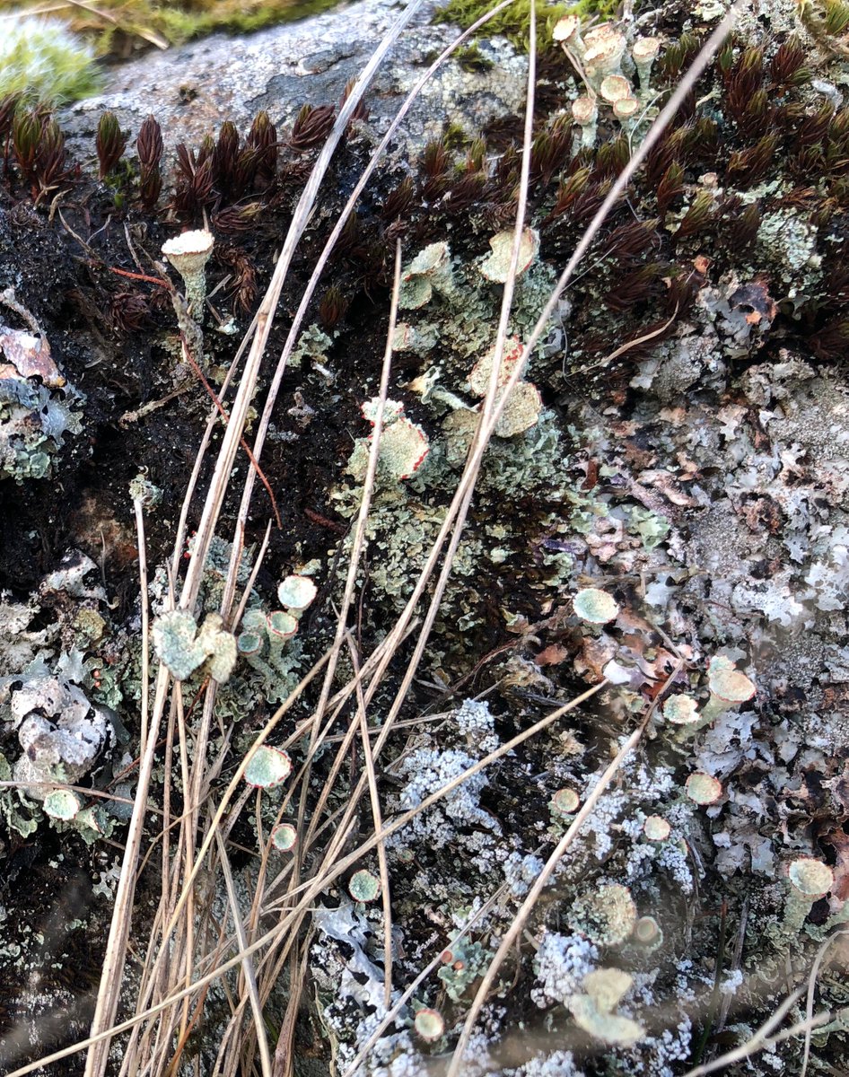 Lara Pearson tweet media