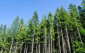 Forestry is a long term play, But ANZ states 9.9% (ave. pre-tax)1. It's an interesting asset class...full story  bit.ly/2V9fD9n
1. ANZ Agri Focus, March 2017

#forestry #investment #invest #ProportionalOwnership #Syndication