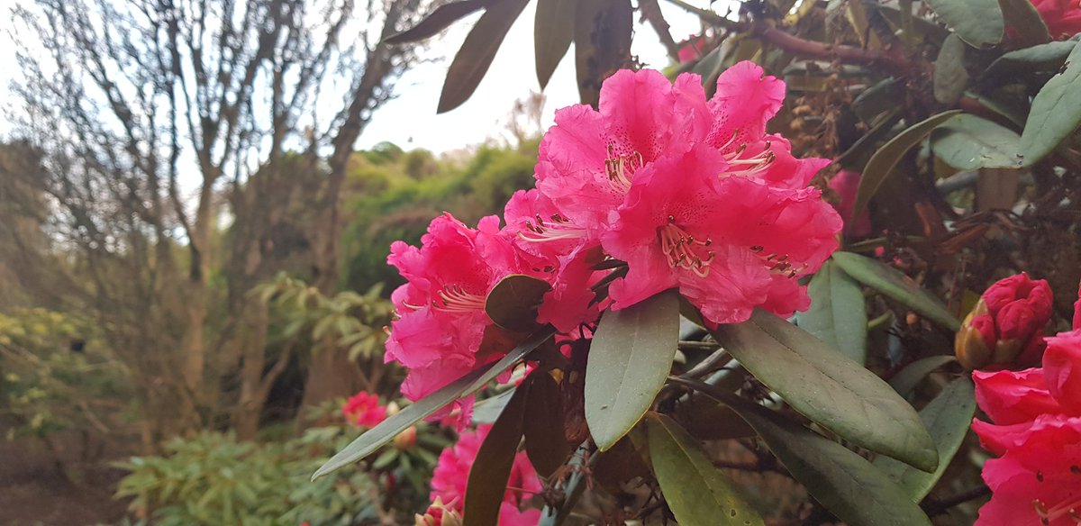 Four Of One Hundred.

The striking flowers of Rhododendron Nobleanum grex were a welcome sight this morning as I started work. This tree was planted @TheBotanics in 1969 and belongs to the family of flowering plants Ericaceae, along with 4250 other known species.
#RBGEhort