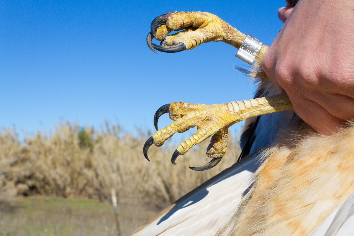talonDNA's tweet photo. #Talons of the olive orchard. #RedtailedHawk #WildAg #talonsTuesday https://t.co/nYRJCgDEFX
