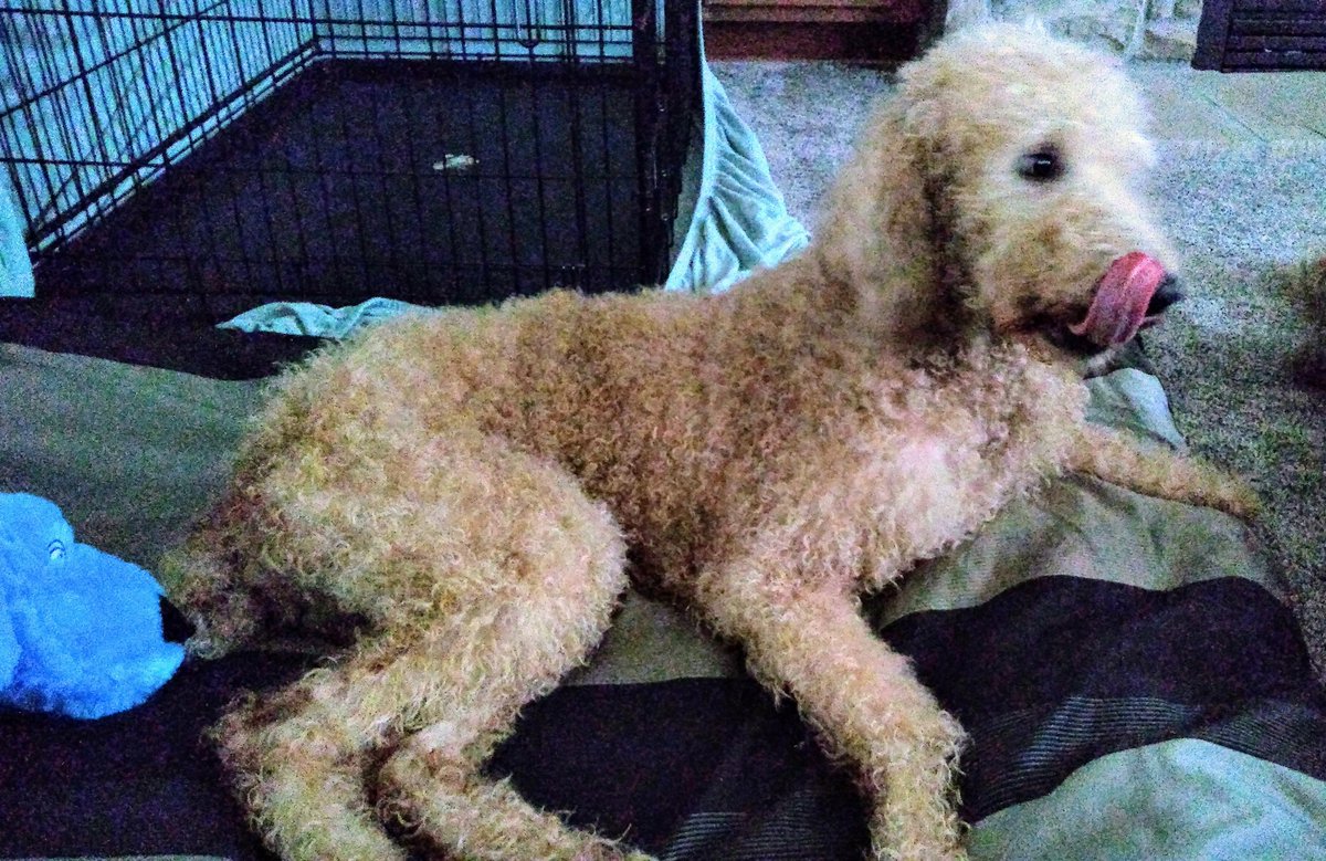 MobileNick's tweet photo. Someone got a bath and comb out and has soft clean fur now! #AdoptDontShop #adoptme #dogs https://t.co/OWerJtX3AD