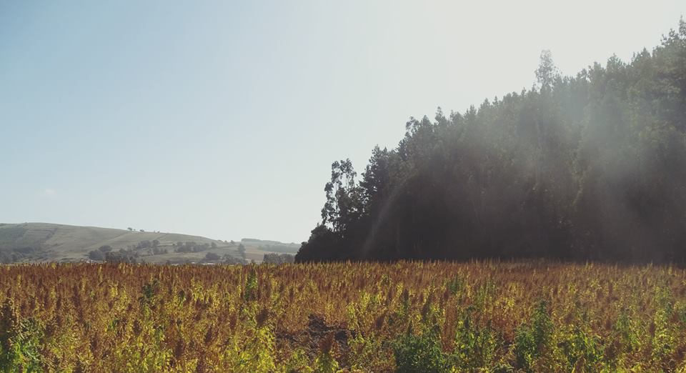 RutasParedones's tweet photo. ¡#Paredones es #TurismoRural!

Conoce el Campo🌿 del Sector de Cabeceras. Acércate a la naturaleza, recorre sus camino y vive Chile al aire libre 🇨🇱

¡Contáctanos! y comienza a planear con nosotros tu viaje de ensueños 🚘🚲 ¡Vive el Turismo Rural!

📩 contacto@turismoparedones.cl https://t.co/4xvWlABn6K