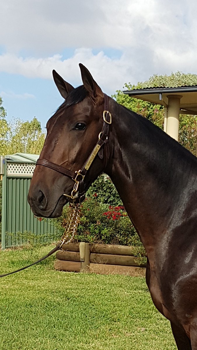 SuccessStud's tweet photo. lot 344 colt a @ARocknrollDance x Jerada Ace. Family of San Carlo and Staccato. Selling March 3rd Sydney @AustPacingGold @Alabarfarms @NeveleRStud #2019yearlingsofsuccess https://t.co/zs5r9gX4HW