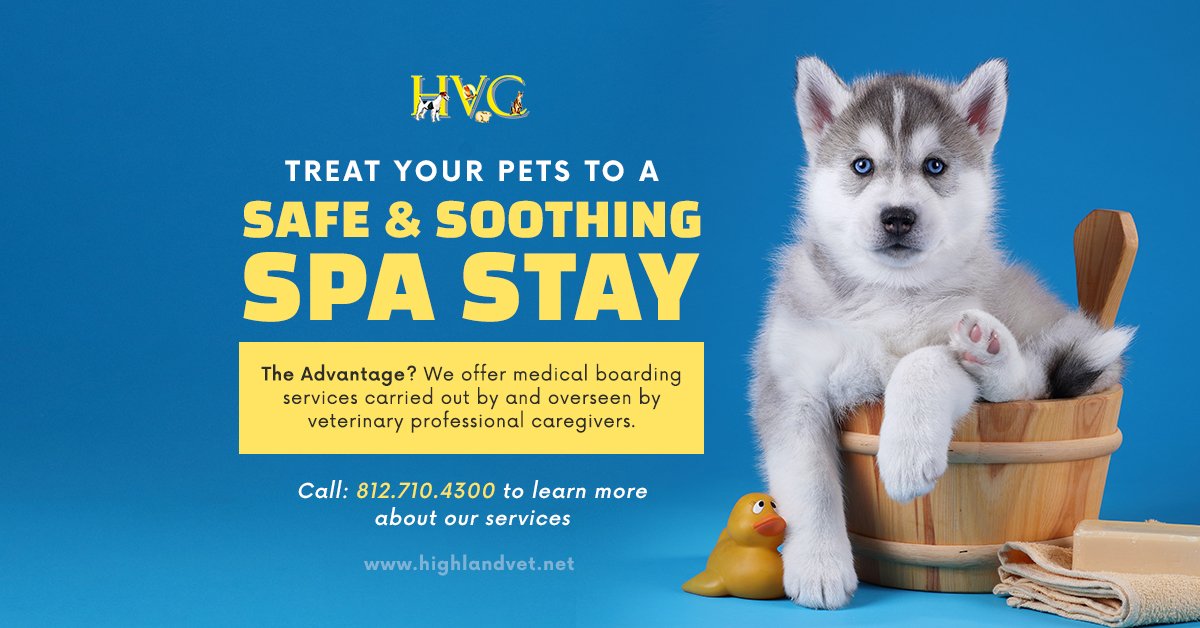 highlandvet's tweet photo. #petcare #veterinarian #dogs #cats #vetnurse #kennel #petsofevv #evv Spring Break will be here before we know it!  Special needs pets welcome.  Must be current on all vaccines and patient reservations are accommodated first. https://t.co/3swvbWMFi5