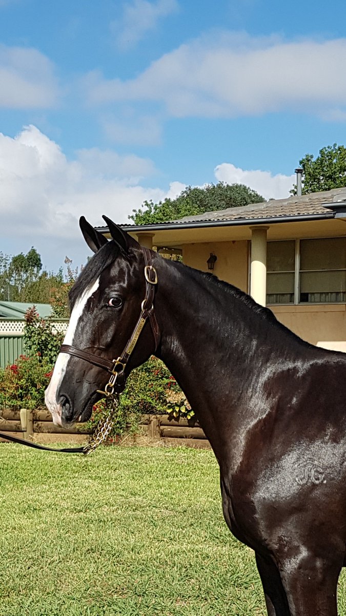 SuccessStud's tweet photo. lot 356 Colt Bettors Delight x Libertybelle Midfrew nz - 3x Gr1 winner also Inter  Dom heat winner. Selling 3rd March  Sydney @AustPacingGold @WoodlandsStudNZ @MidfrewFarm #2019yearlingsofsuccess https://t.co/CHsbWGioTU